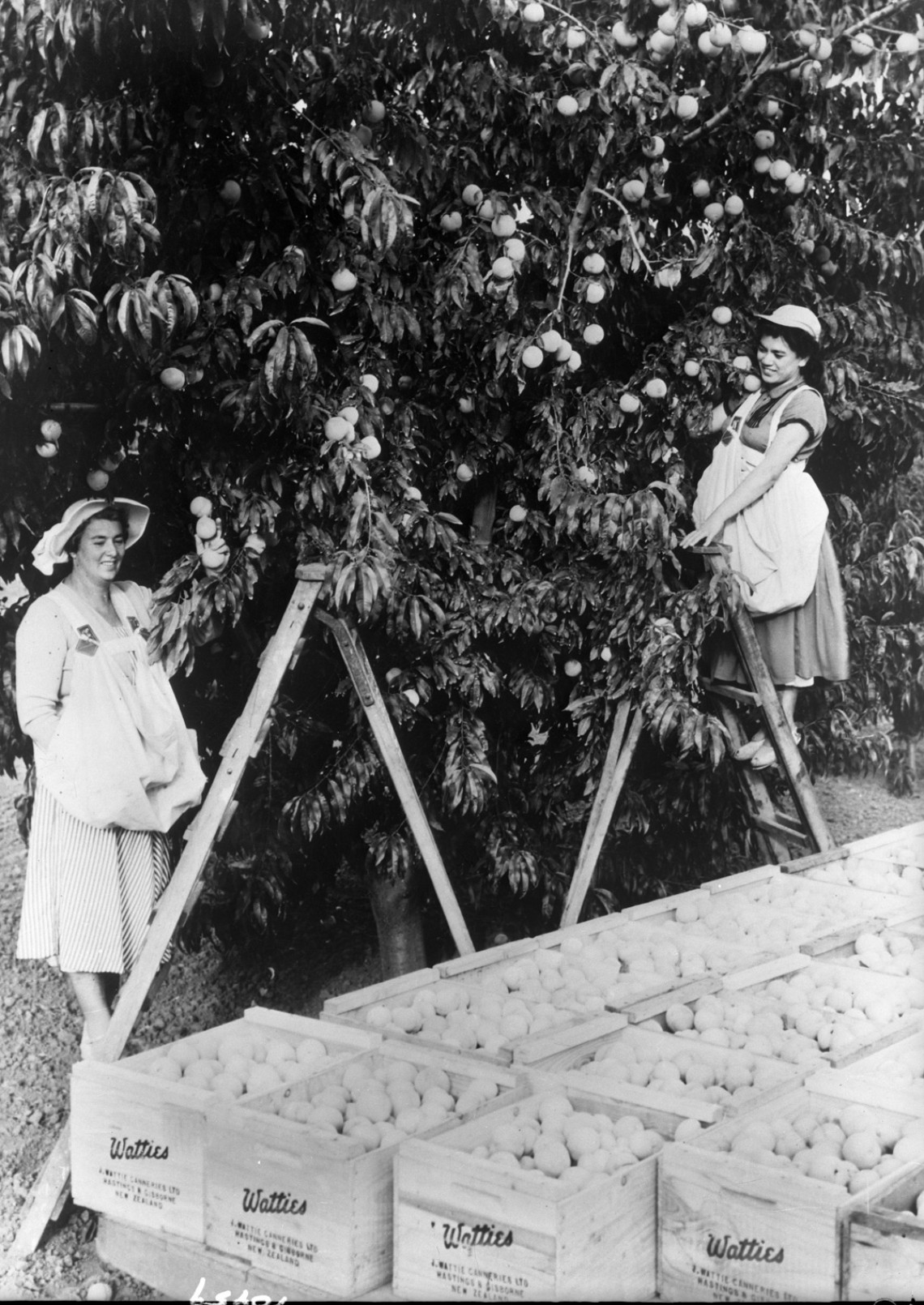 Maori women working at Watties cannery